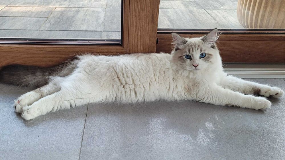 Kociak BOCOLOR syberyjski, Neva Masquerade z rod. FPL opcja. SHOW