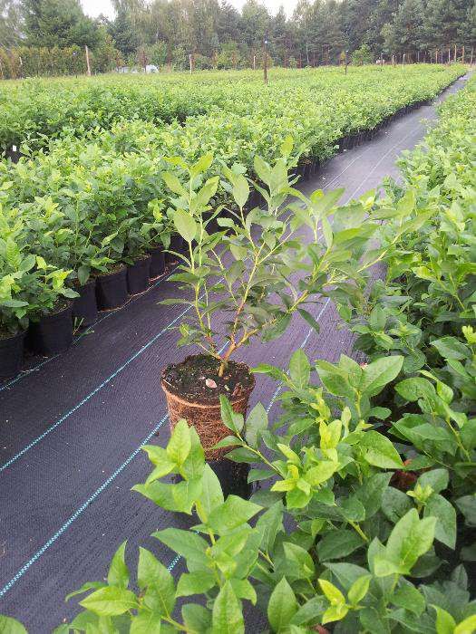 Sadzonki borówki Chandler | Borówka Amerykańska Chandler | Wysoka,CAC