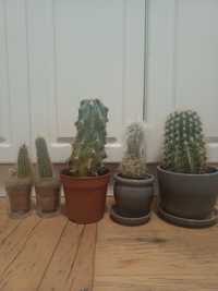 Sprzedam kaktusy.