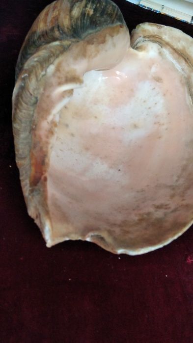 Ракушка морская большая мушля