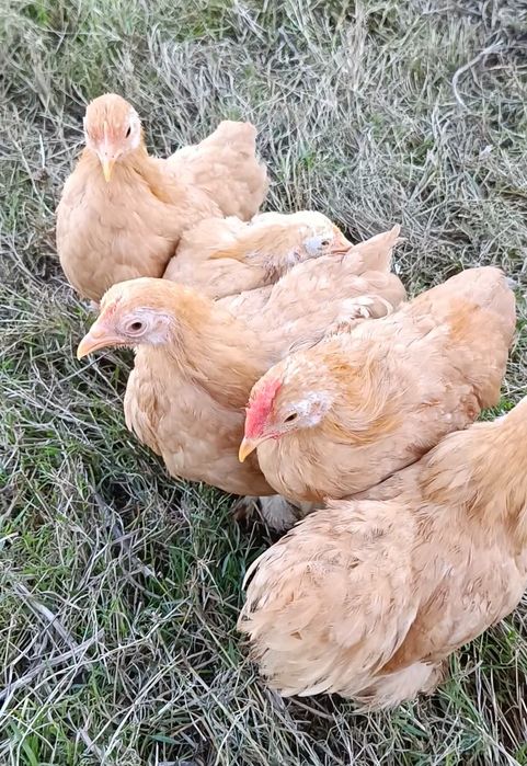 Pekins dourados com 3 meses