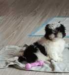 Oddam pieska Shih tzu