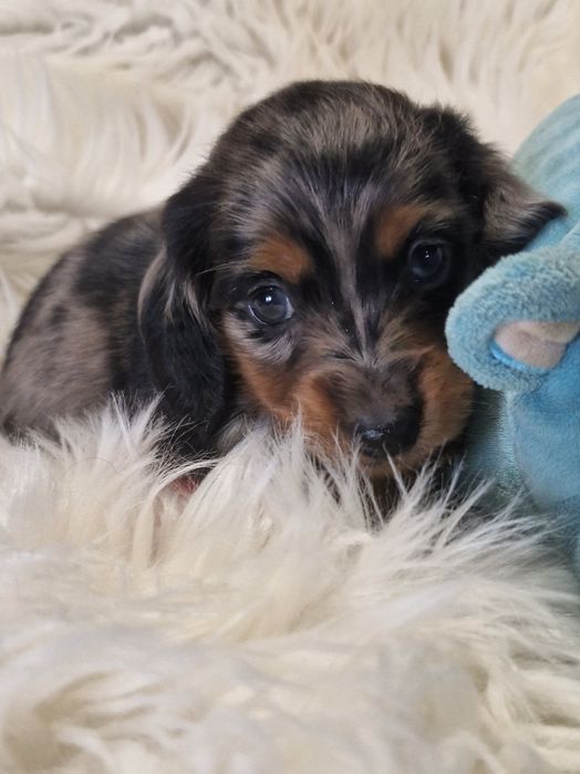 **JASPER **jamnik miniaturowy długowłosy blue merle do rezerwacji