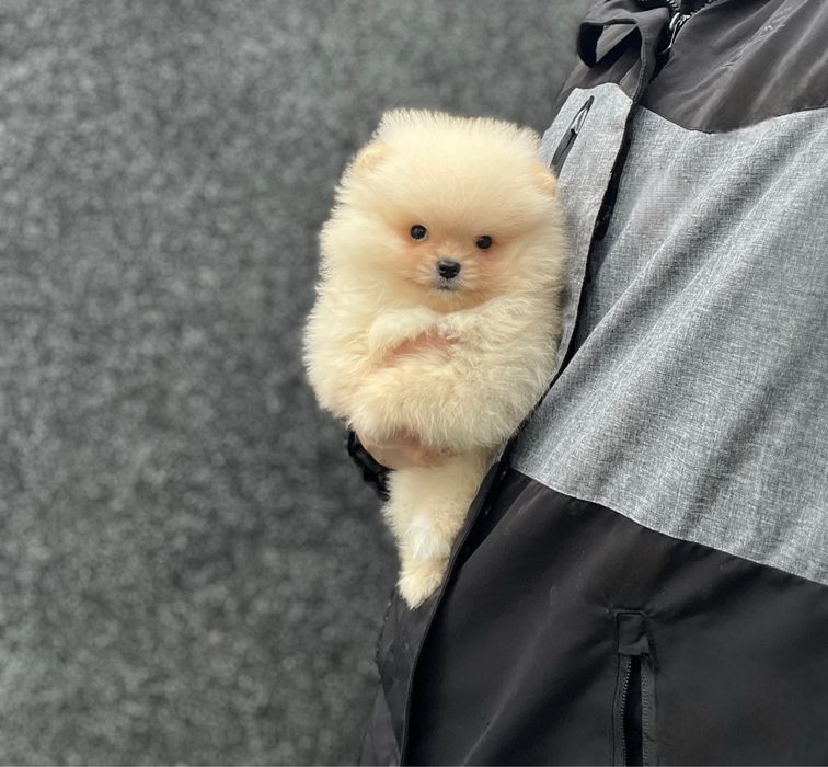 Щенок померанского шпица мальчик 2,5 месяца