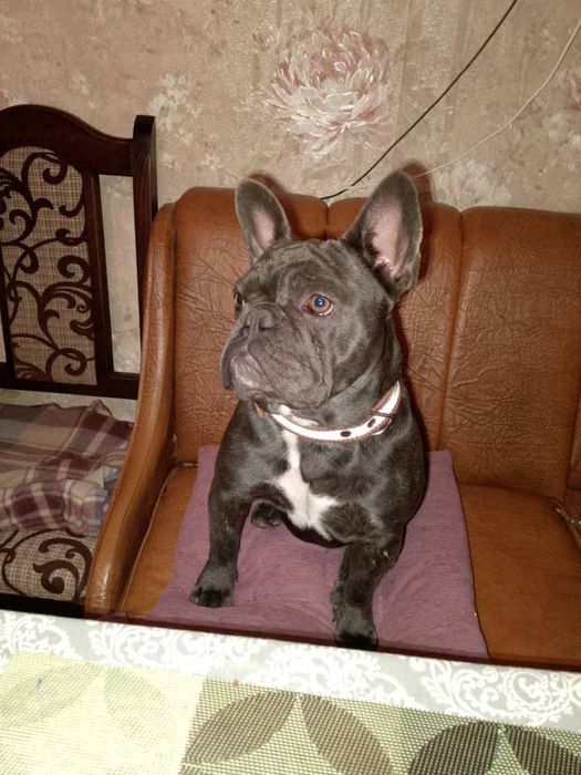 Французький бульдог