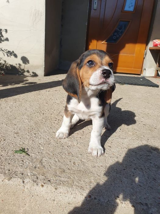 Beagle   slicze piesek
