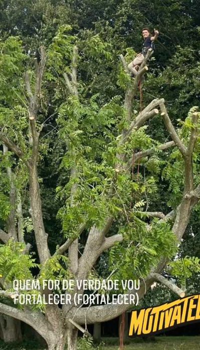 Serviços de corte e poda de árvores