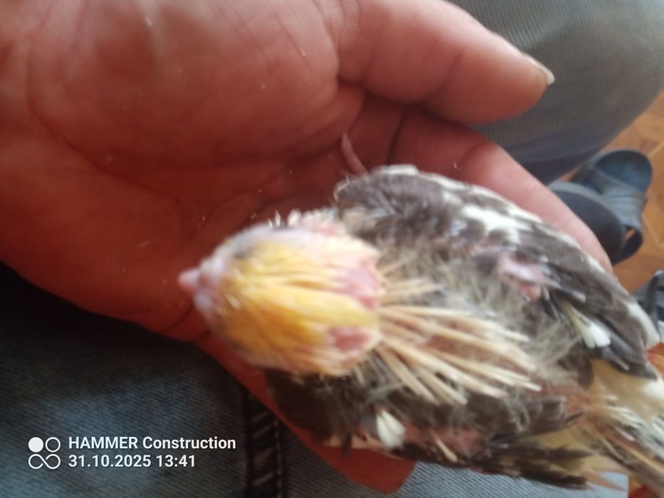 Młoda nimfa  szuka domu