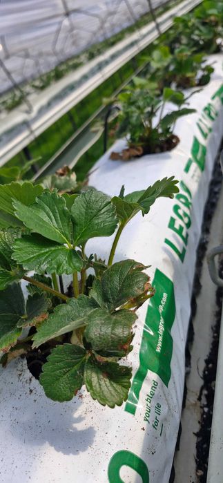 Mata uprawowa kokosowa LEGRO truskawka ogórek do uprawy jednoroczna