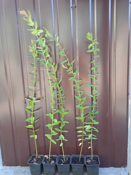 Верба Хакуро Нішики