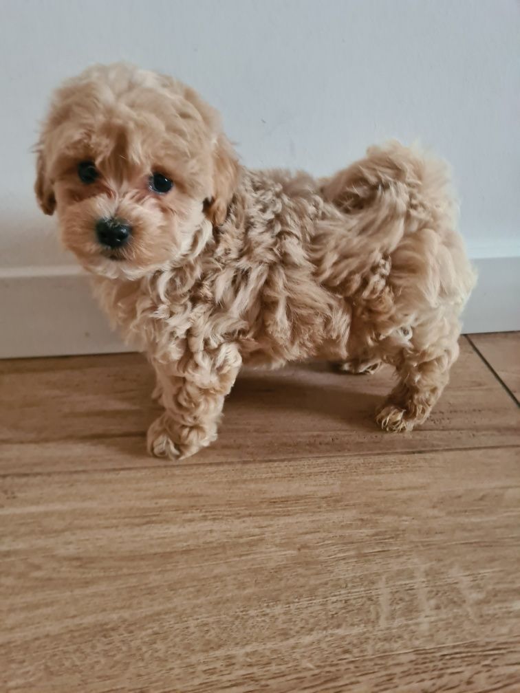 Maltipoo chłopczyk cudny!