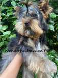 York, Yorkshire terrier FCI ZKwP
