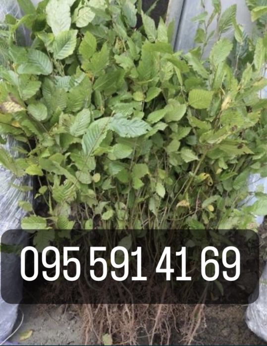 Граб Саджанці (живопліт) САЖЕНЦЫ/живая изгородь