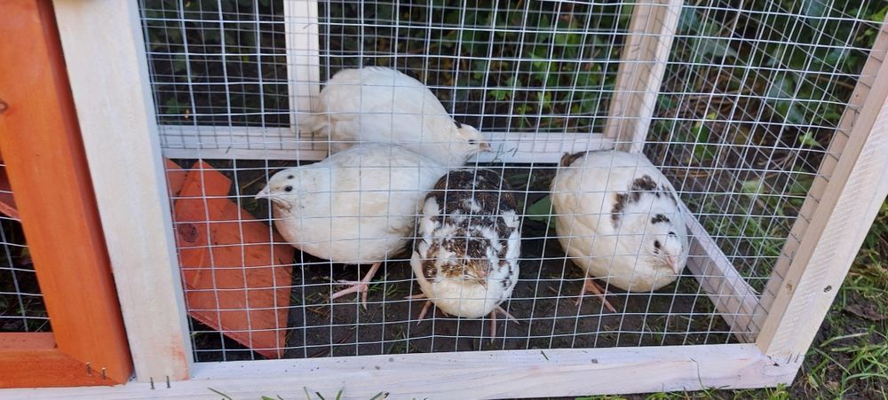 Przepiorki młode  zostały 2 szt