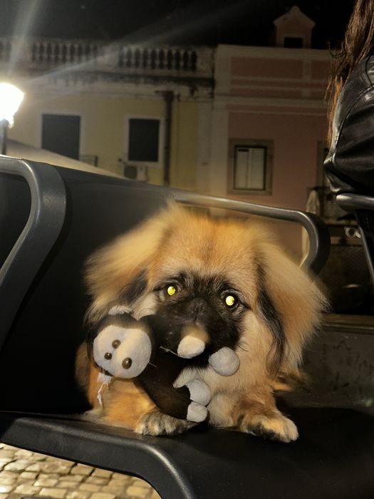 Passeador de cães (DOG WALKER)