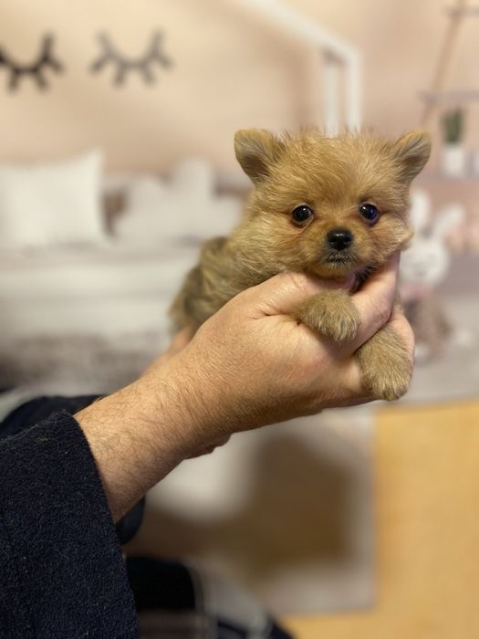 Щенок йоркопом! Чудесная малышка