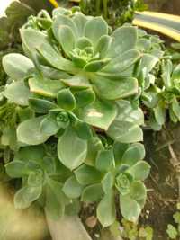 Aeonium haworthii suculenta