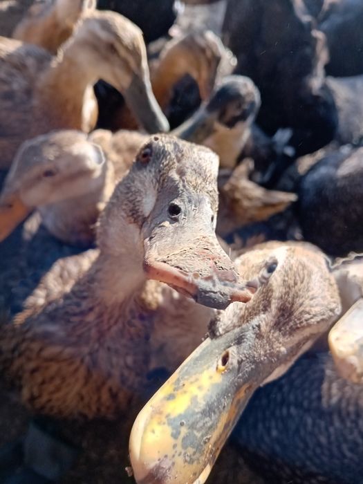 Młode kaczki, staropolskie