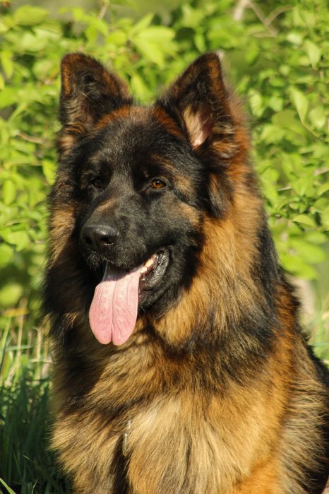 Щенок немецкой овчарки