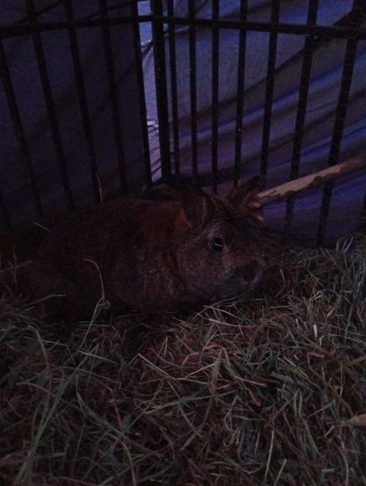 Króliki szukają nowego domu