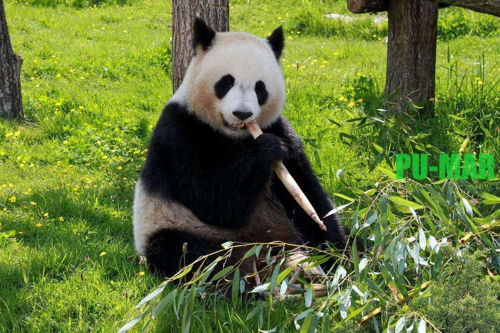 Opłatek na tort Urodziny Miś Misiu Panda Format A4