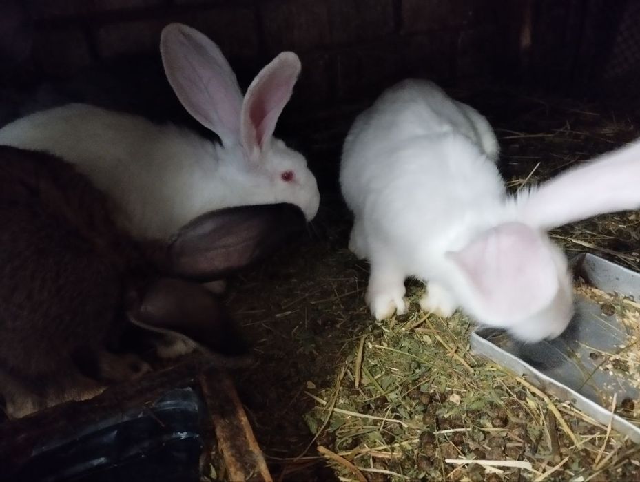 Продам кроликов фландеров и мясо кроликов,220 грн килограмм