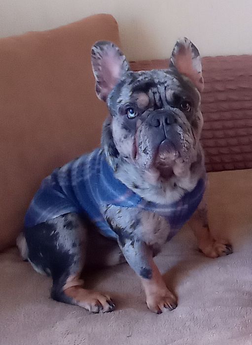 Хлопчик французького бульдога