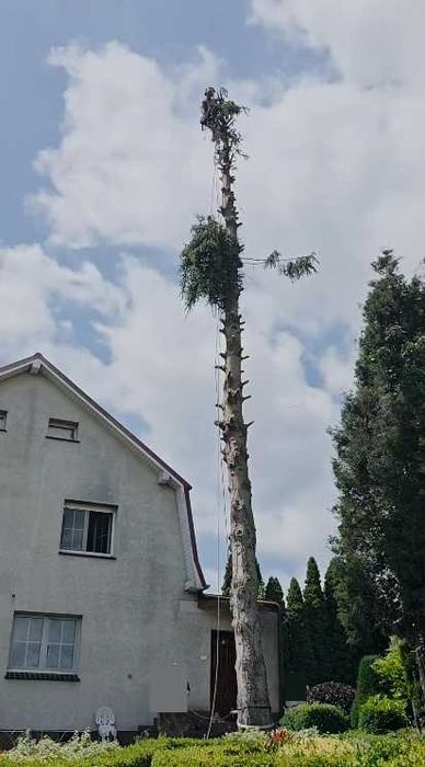 Wycinka drzew arborysta przycinka prace wysokościowe odśnieżanie