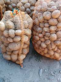 Ziemniaki jadalne wielkości sadzeniaka