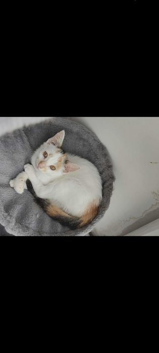 Kotka do adopcji