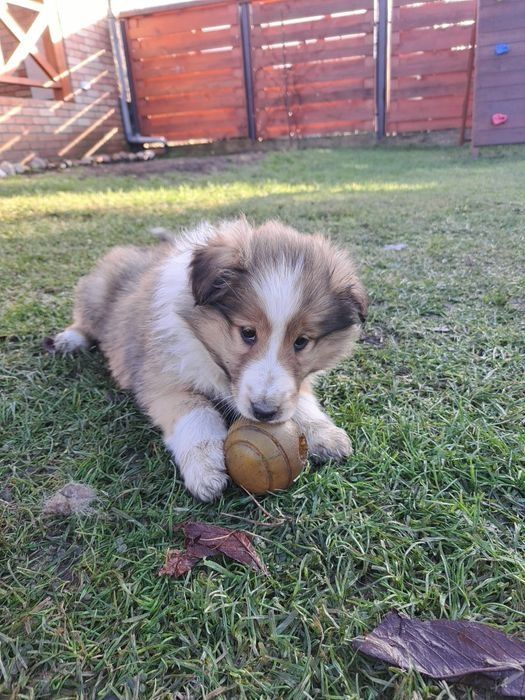 GOTOWA NA NOWY DOM- Owczarek szkocki collie- suczka