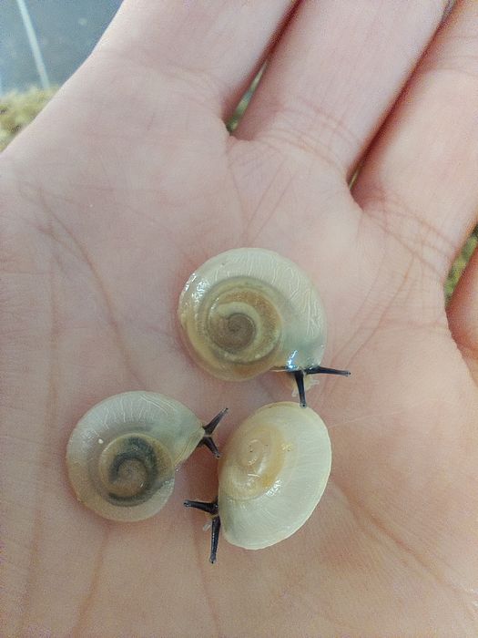 Улитки караколусы альбино шелл