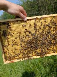 Pszczoły, odkłady pszczele zapisy 2024