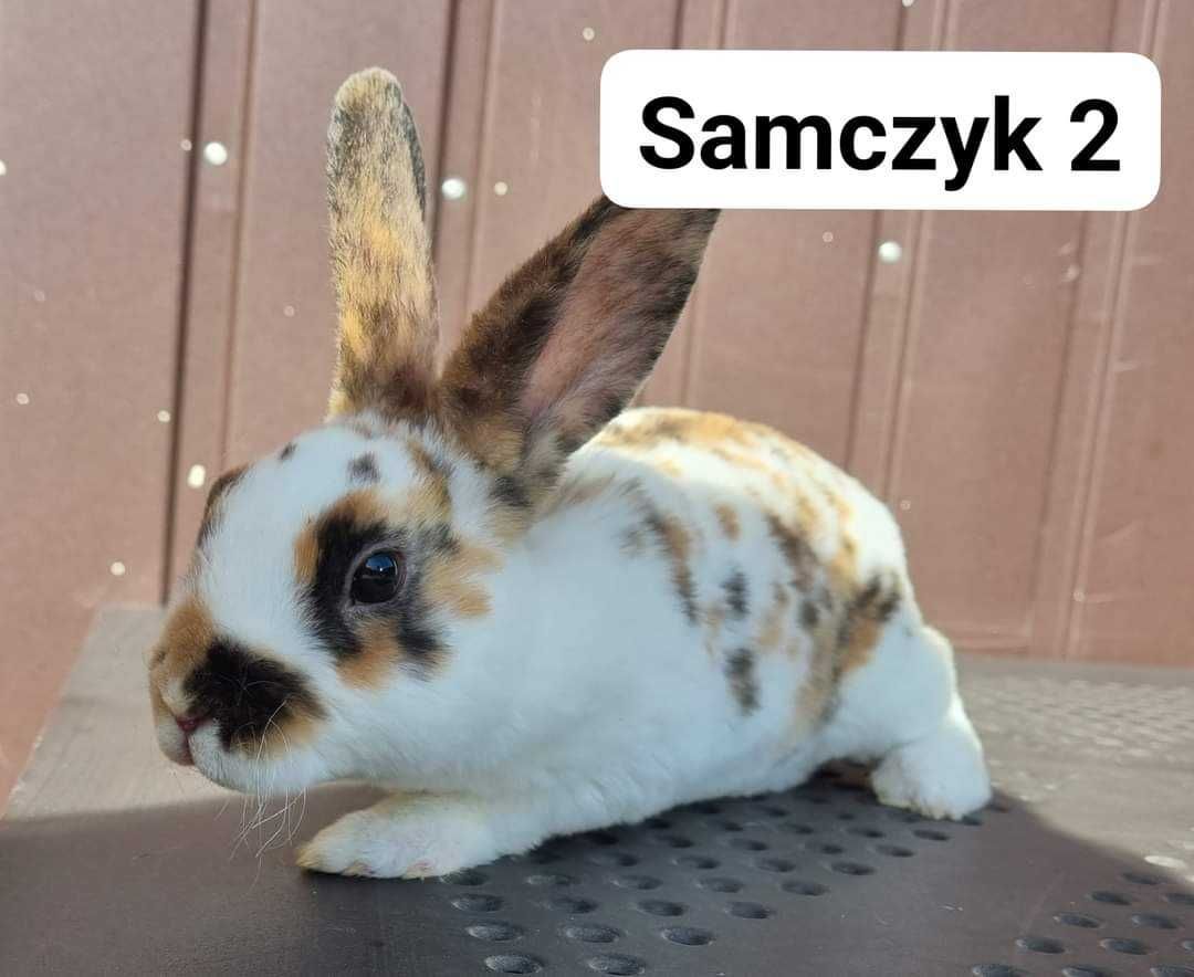 Króliki Mini Rex samiczki i samce