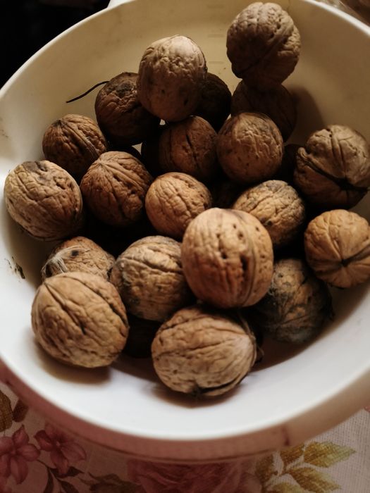 Orzechy włoskie z tego roku