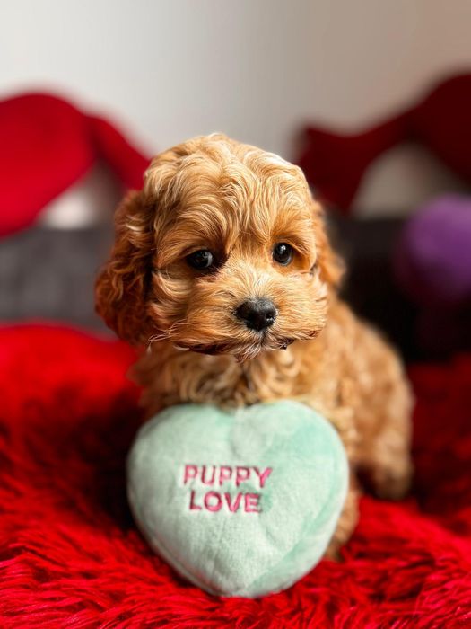 Cudnej urody cocapoo - pudel i cocker spaniel amerykański