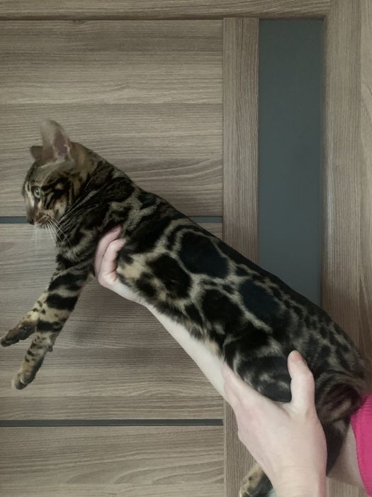 Бенгальске кошеня хлопчик 5міс