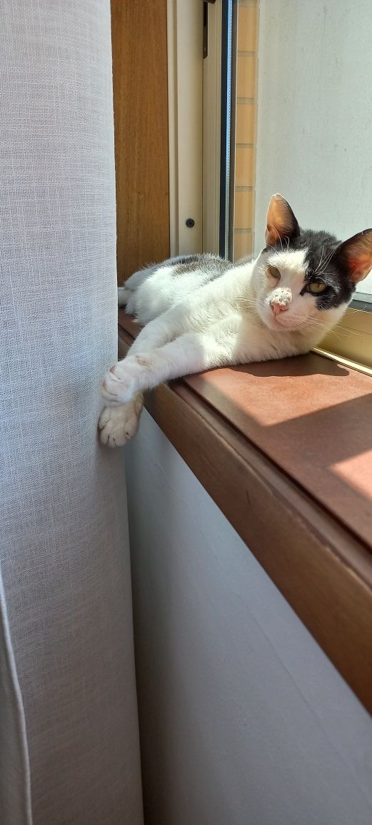 Gato para adoção Consciente e Responsável