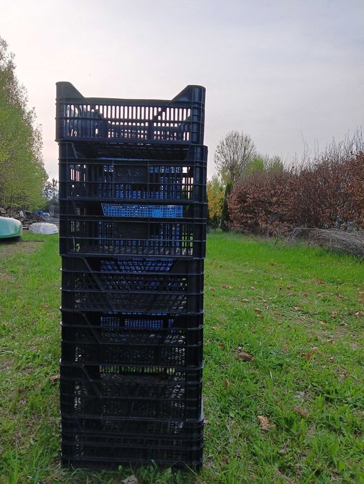 Skrzynki plastikowe do pieczarek Casi  mocne wym.40×30×15