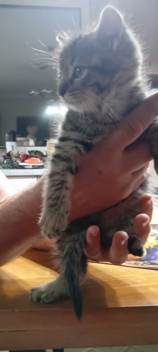 Oddam koty - dwa koty i jedna kotka