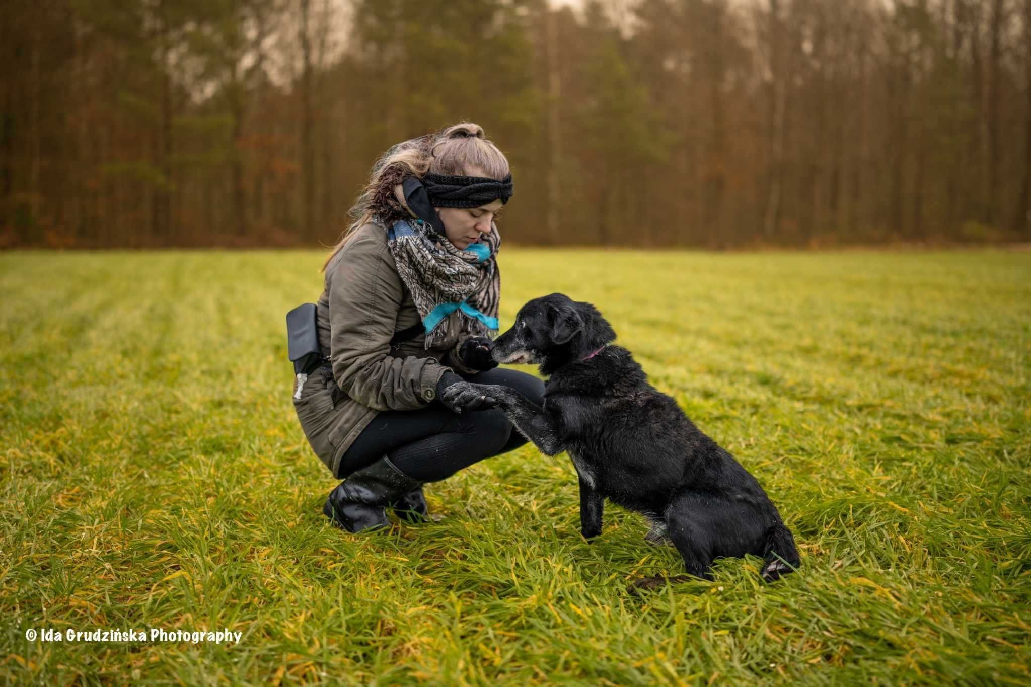 MAGIK dojrzały labrador szuka domu stałego 10letni 16kg czarny