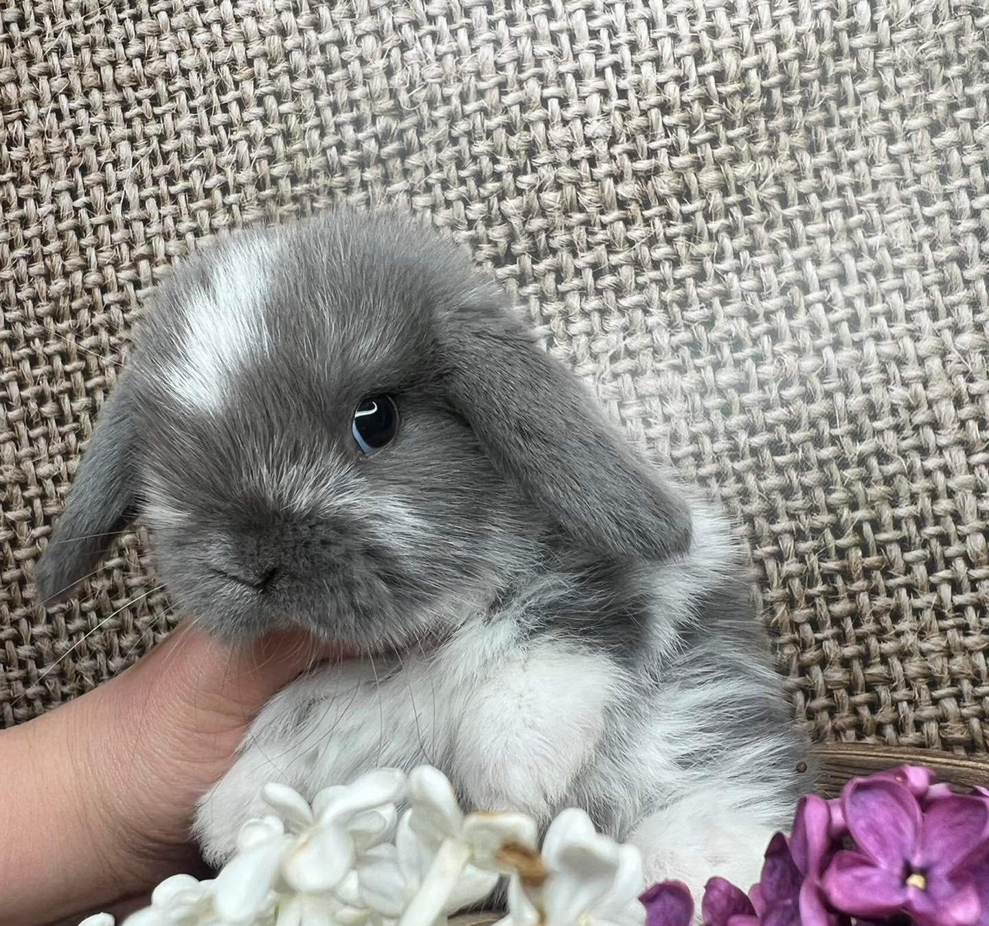 Mini lop zarejestrowana hodowla