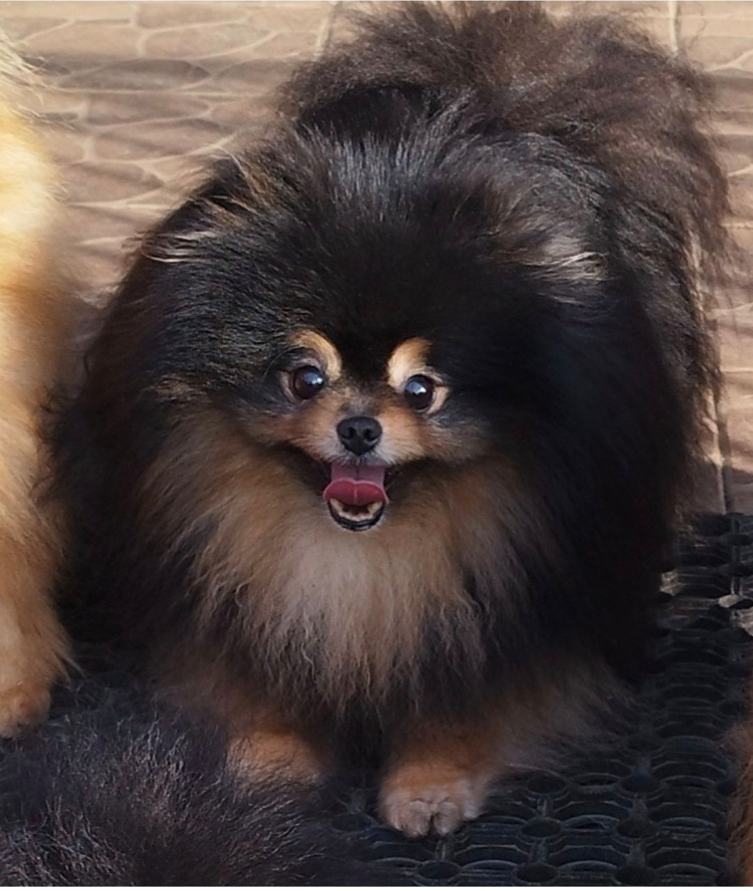 Pomeranian szpic miniaturowy Zkwp Fci