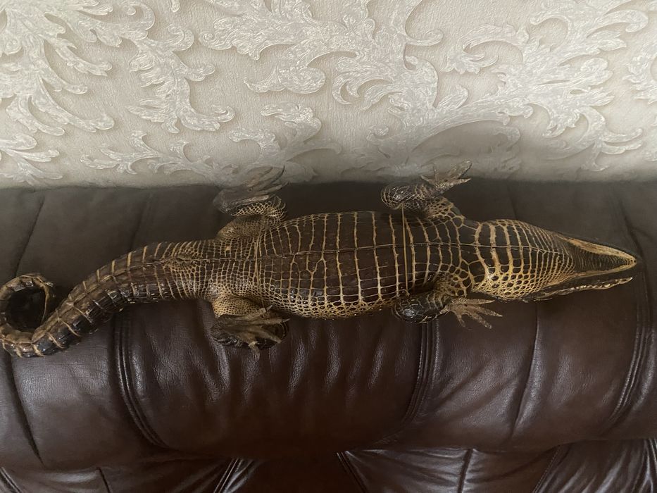 Продам чучело крокодила кайман