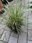 Carex Turzyca Ice Dance