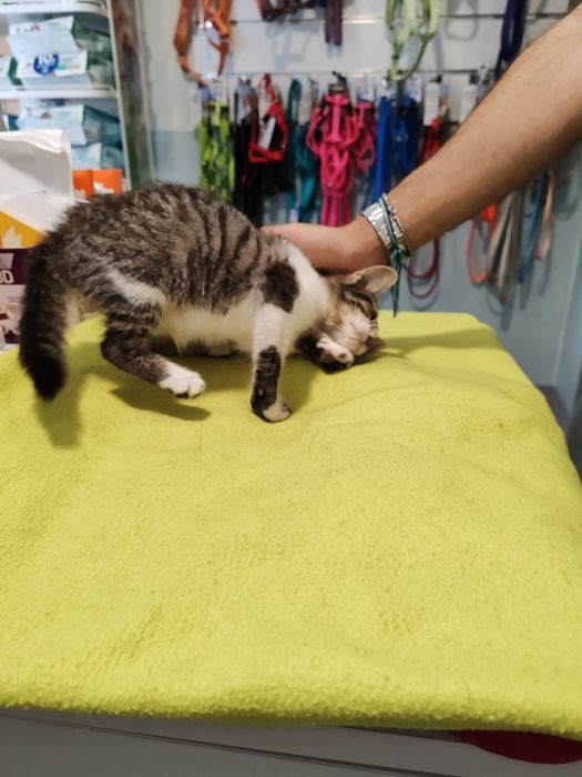 Dou gatinhas 2 meses