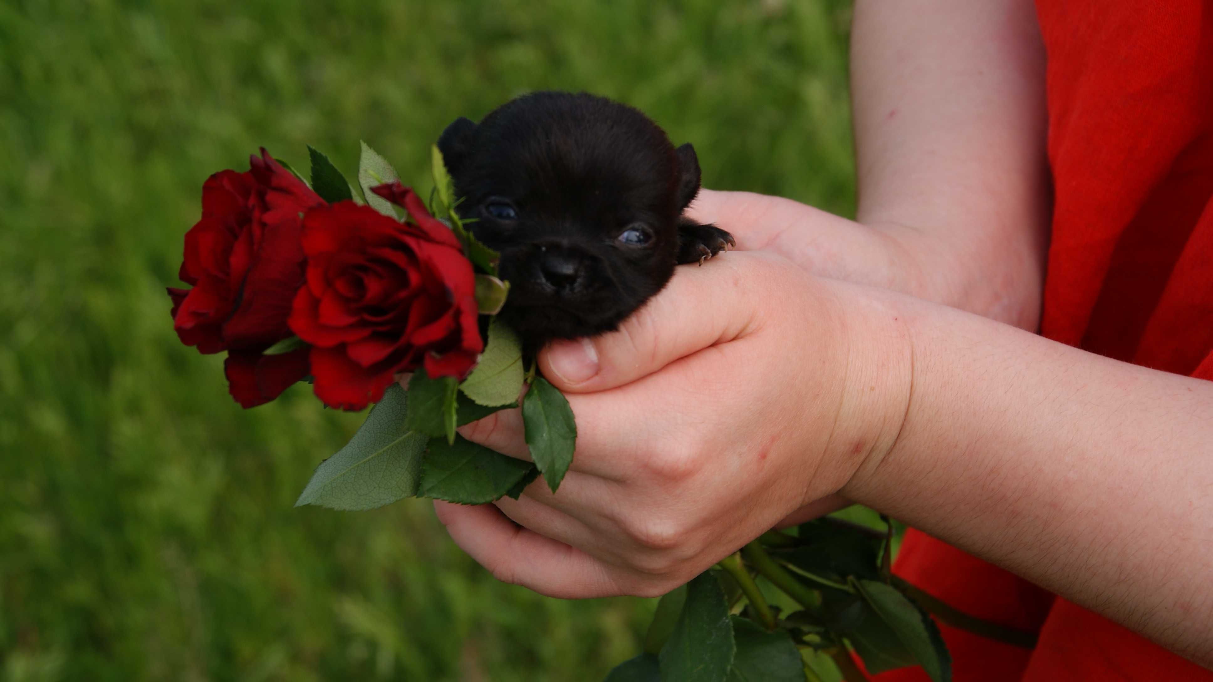chihuahua piesek