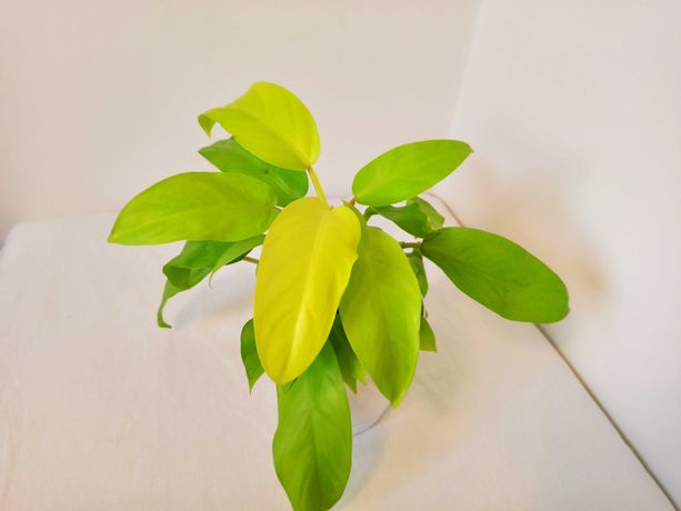 Philodendron Malay gold