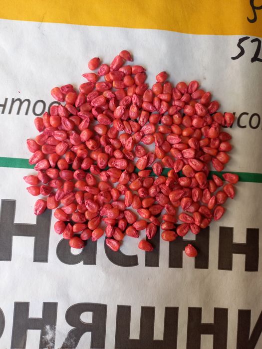 Насіння кукурудзи 5кг Хотин, Любава, 5кг