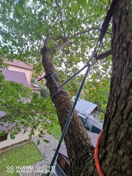 wycinka i  pielęgnacja drzew alpinistycznie rębak regulacja tui